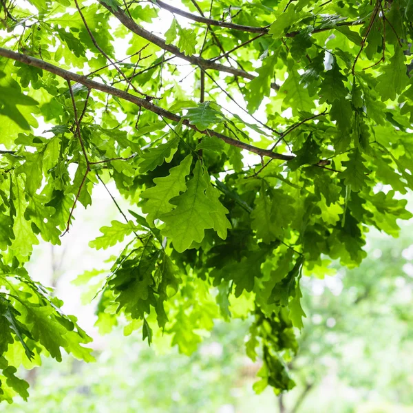 自然背景 橡木分枝与绿叶在森林在夏天天 集中在叶子在前景 — 图库照片