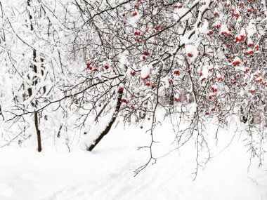 Yoldaki Timiryazevskiy orman Moskova park City bulutlu kış gün karla kaplı alıç ağacı