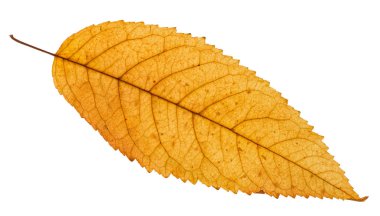 Beyaz arka plan üzerinde izole kül ağacının sarı yaprak düştü