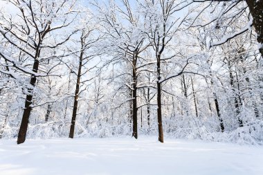 karla kaplı glade Timiryazevskiy orman Moskova park City güneşli kış sabah Oaks'da