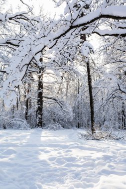 karla kaplı dalları Timiryazevskiy orman park Moskova şehir içinde güneşli kış sabahı karlı çayır üzerinde
