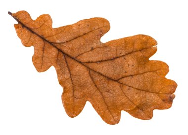 autumn brown leaf of oak tree isolated on white background clipart
