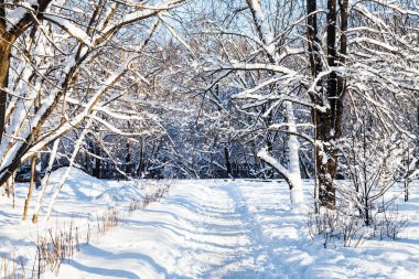 karla kaplı patika güneşli kış günü Moskova şehrinde kentsel Timiryazevskiy Parkı için