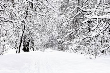 yol içinde kar karlı orman Timiryazevskiy Moskova park City bulutlu kış günü
