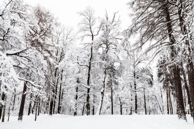 karla kaplı çayır Moscow city kış Timiryazevskiy orman park