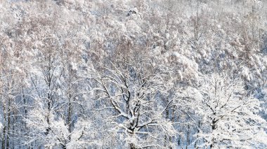karla kaplı ormanda güneşli kış günü Moskova şehrinde Timiryazevski parkının panoramik manzaralı