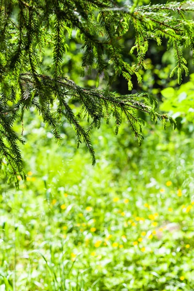 Sfondo Naturale Ramoscelli Abete Sopra Radura Foresta Ricoperta Vegetazione Soleggiata — Foto Stock