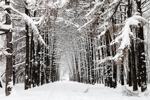 Beco Larício Nevado Parque Urbano Timiryazevskiy Cidade Moscou Inverno — Fotografia de Stock