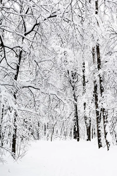 Trilha Floresta Nevada Parque Timiryazevskiy Cidade Moscou Dia Inverno Nublado — Fotografia de Stock