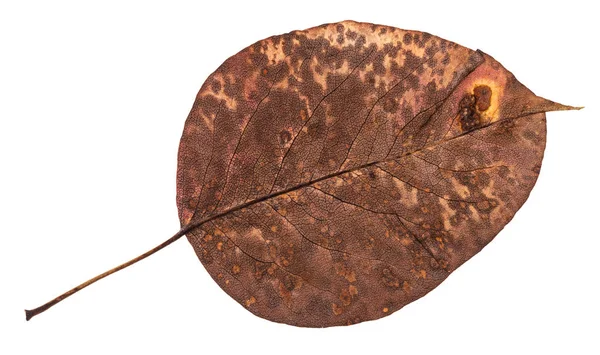 Lato Posteriore Del Vecchio Autunno Pied Foglia Pero Isolato Sfondo — Foto Stock