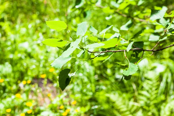Natürlicher Hintergrund Espenzweig Mit Grünen Blättern Über Der Waldwiese Sonnigen — Stockfoto