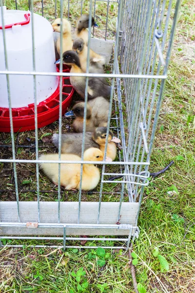 Viele Entchen Freigehege Auf Rasen Hinterhof Sommertagen — Stockfoto