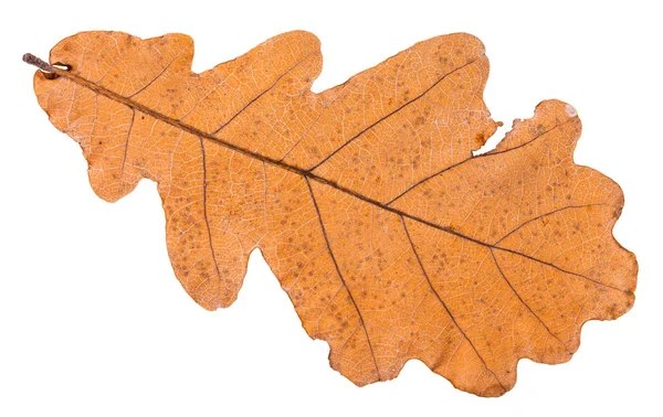 白い背景で隔離の樫の木の秋の乾燥葉の裏面 — ストック写真