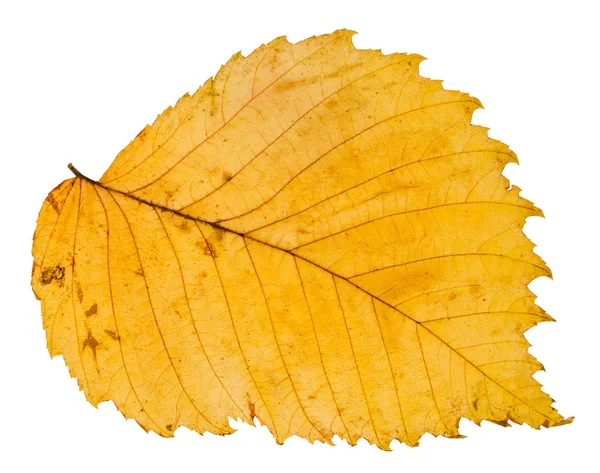 Folha Outono Amarelo Árvore Olmo Isolado Fundo Branco — Fotografia de Stock
