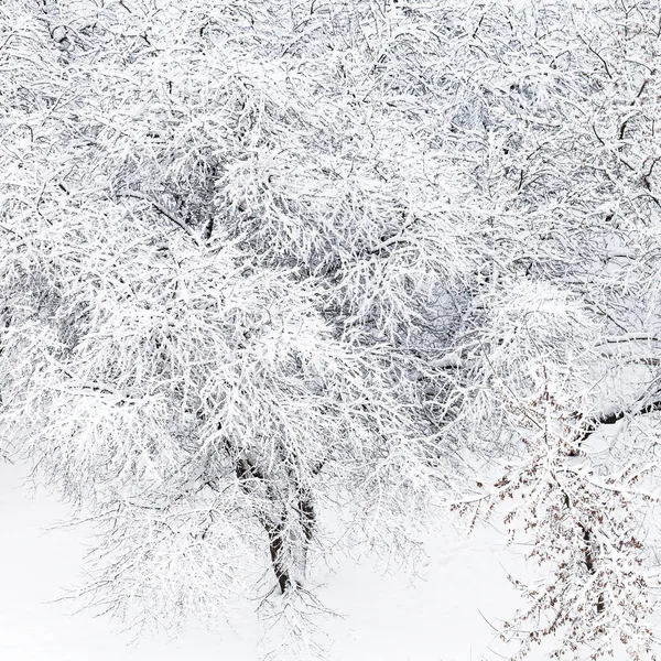 Верхний Вид Заснеженных Яблонь Саду Москвы Зимой — стоковое фото