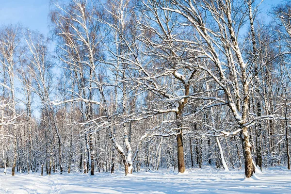 Orman glade Timiryazevskiy Moskova park güneşli kış günü şehirde görünümünü
