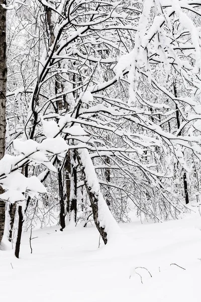 Pokryte Śniegiem Drzew Lesie Snowy Timiryazevskiy Park Moscow City Pochmurny — Zdjęcie stockowe