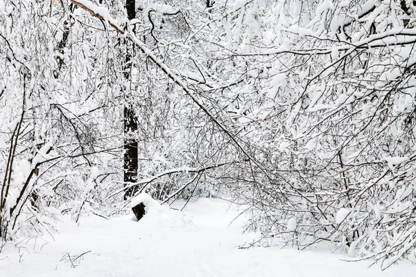 Ścieżka Śnieg Zimowym Lesie Timiryazevskiy Park Moscow City — Zdjęcie stockowe