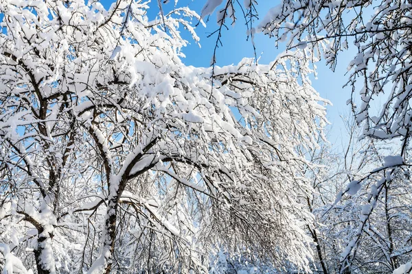 Árvores Maçã Pêra Cobertas Neve Jardim Urbano Cidade Moscou Manhã — Fotografia de Stock