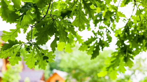 Green Leaves Oak Tree Village Summer Day Focus Leaves Foreground — Stock Photo, Image