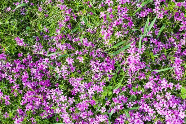 Natural Background Top View Pink Flowers Phlox Subulata Green Lawn — Stock Photo, Image