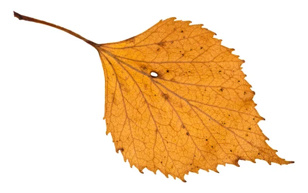 Autumn Holey Yellow Leaf Birch Tree Isolated White Background — Stock Photo, Image