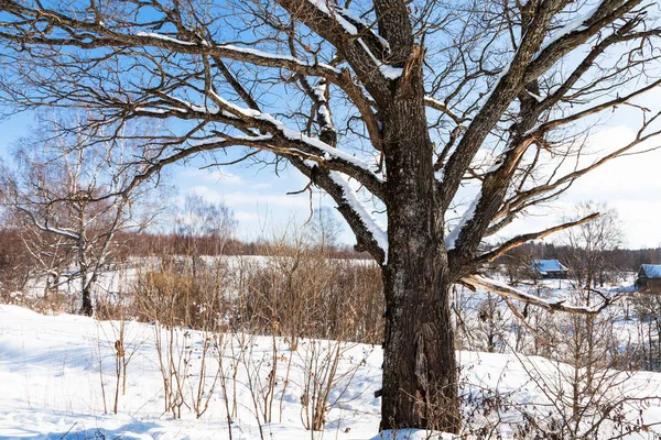 View Old Birch Tree Sunny Winter Day Little Village Smolensk — Stock Photo, Image