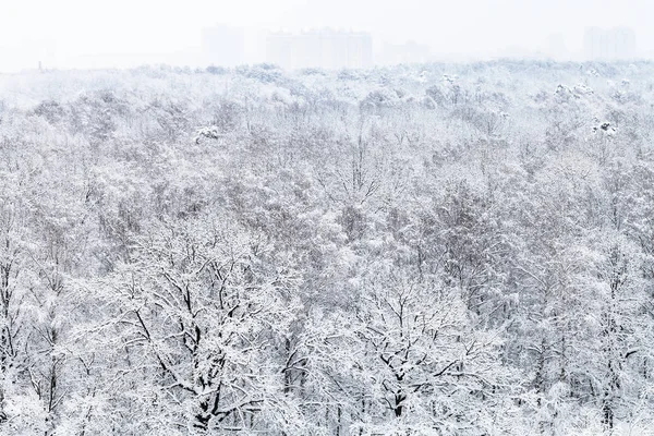 Luchtfoto Van Sneeuw Bedekte Timiryazevskiy Stadspark Moskou Stad Winter — Stockfoto