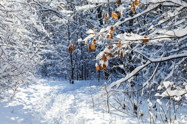 frozen leaves of maple tree over path in snow-covered forest of Timiryazevskiy park of Moscow city in sunny winter day