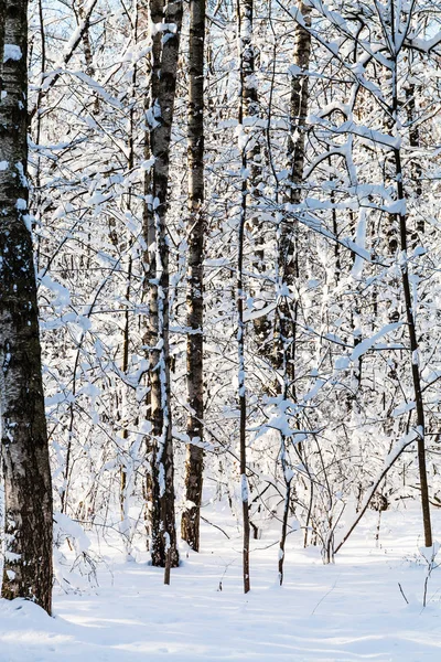 Bosques Nevados Floresta Timiryazevskiy Parque Cidade Moscou Dia Inverno Ensolarado — Fotografia de Stock