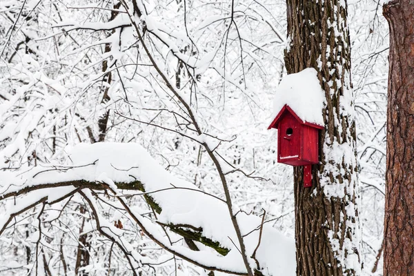 Casa Uccello Rosso Nella Foresta Invernale Del Parco Timiryazevskiy Nella — Foto Stock