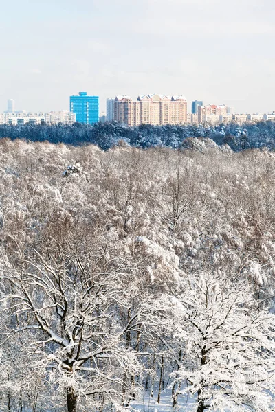在阳光明媚的冬日 莫斯科 Timiryazevsky 公园和住宅区的橡树林景观 — 图库照片