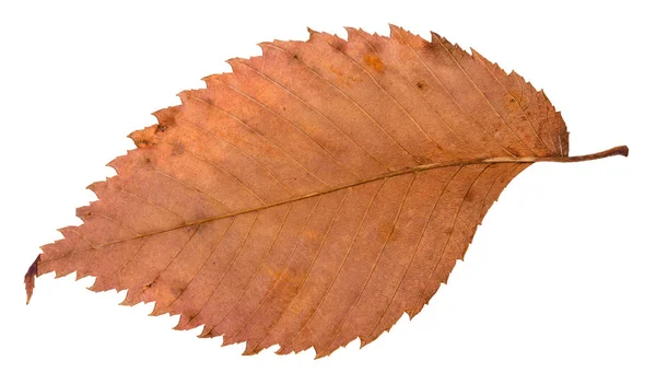 腐ったの裏乾燥ニレの木が白い背景で隔離の赤葉 — ストック写真