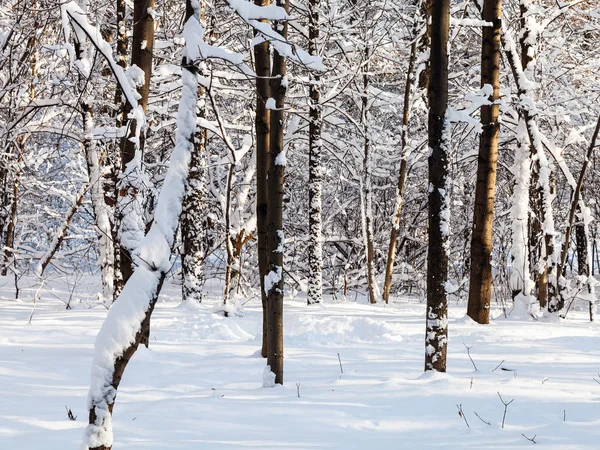 Troncs Arbres Nus Dans Forêt Enneigée Dans Parc Timiryazevskiy Ville — Photo