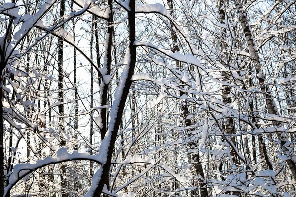 雪に覆われた枝と晴れた冬の日のモスクワの Timiryazevskiy 公園で晴れた冬の日の Timiryazevskiy フォレスト パークのモスクワ市のトランク — ストック写真