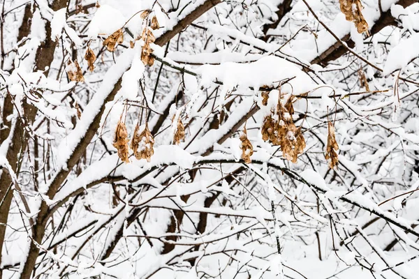 Sementes Bordo Congeladas Árvores Cobertas Neve Floresta Nevada Parque Timiryazevskiy — Fotografia de Stock