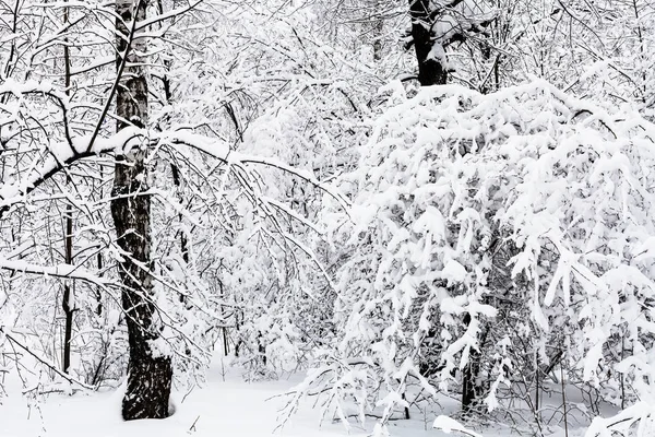 白樺や樫の木曇った冬の日のモスクワの Timiryazevskiy 雪に覆われた森林公園で — ストック写真