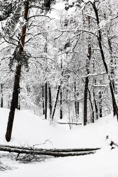 Wąwóz Zimowym Lesie Timiryazevskiy Park Moscow City — Zdjęcie stockowe