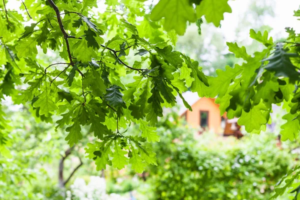 夏日乡间别墅后院的橡树绿叶 聚焦前景中的叶子 — 图库照片