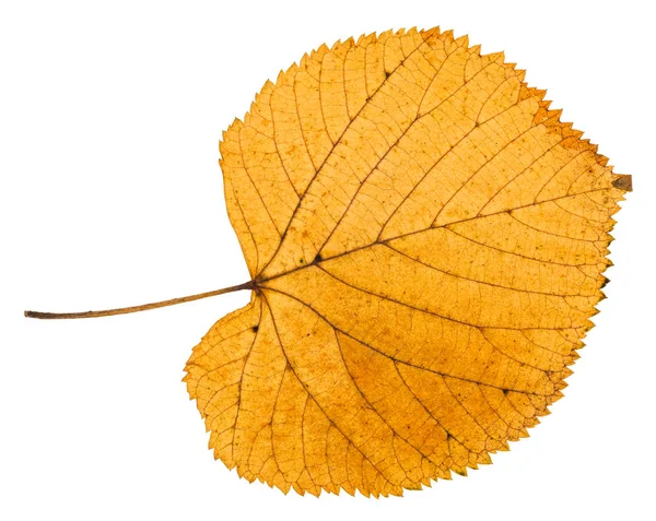 白色背景下椴树干燥秋叶的分离 — 图库照片