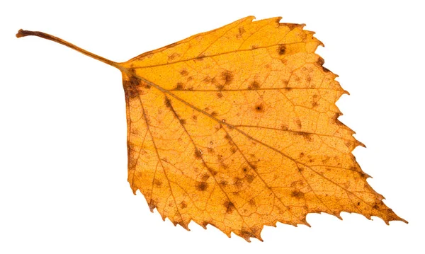 Fallen Rotten Yellow Leaf Birch Tree Isolated White Background — Stock Photo, Image