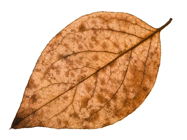 Sonbahar çürümüş yaprak beyaz arka plan üzerinde izole kavak ağacının arka yüzüne