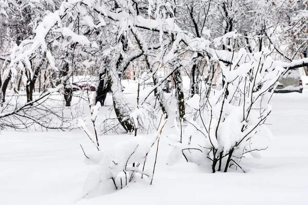 Arbustos Cubiertos Nieve Árboles Jardín Urbano Público Ciudad Moscú Invierno —  Fotos de Stock