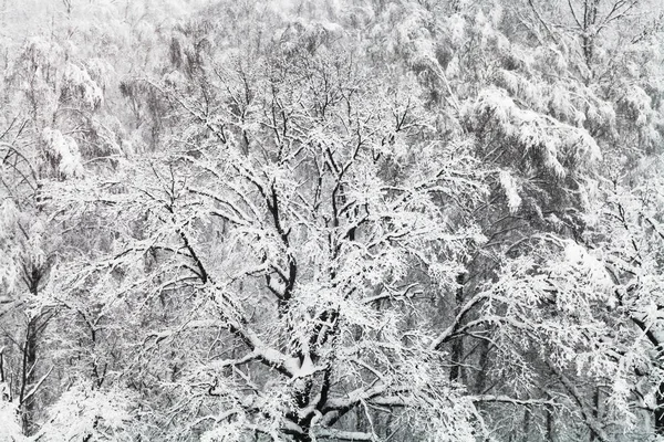 在莫斯科的 Timiryazevskiy 公园的树林里 在冬天的雪中可以看到被雪覆盖的橡树 — 图库照片