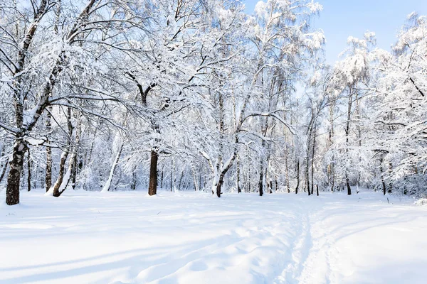 在阳光明媚的冬日早晨 莫斯科市被雪覆盖的 Timiryazevskiy 森林公园的景色 — 图库照片