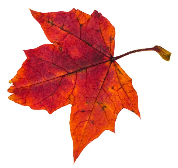 Red Autumn Leaf Maple Tree Isolated White Background — Stock Photo, Image