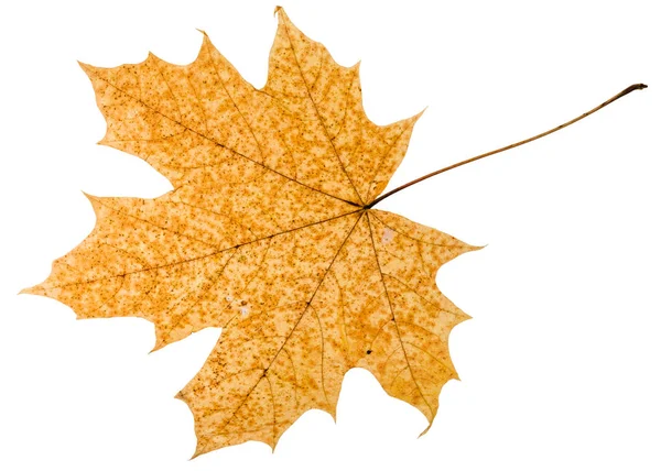 Fallen Autumn Leaf Acer Tree Isolated White Background — Stock Photo, Image