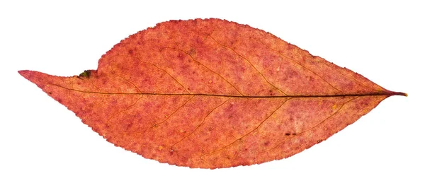 Hoja Roja Otoño Sauce Aislado Sobre Fondo Blanco — Foto de Stock