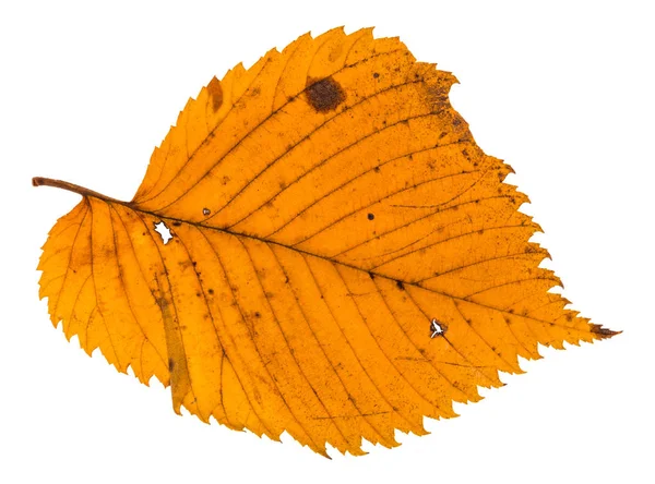 Automne Feuille Creuse Orme Isolé Sur Fond Blanc — Photo