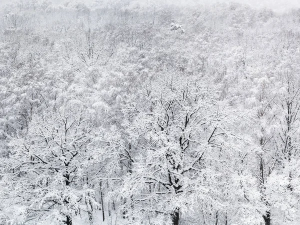 Boven Weergave Van Sneeuw Bedekt Eiken Bomen Het Bos Van — Stockfoto